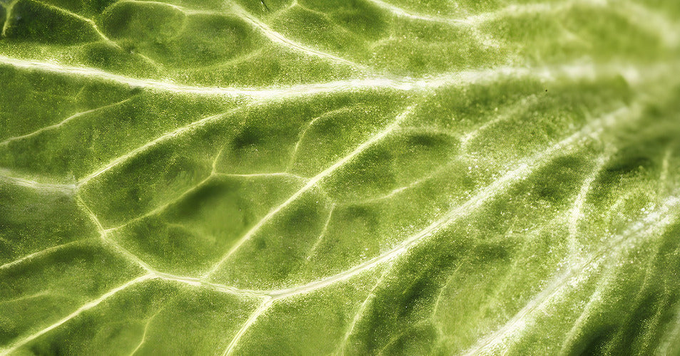 The Ultimate Travel Companion: Supporting Wellness on the Go with Peptides