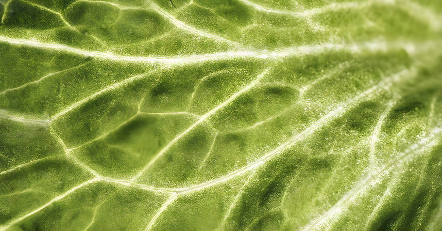 The Ultimate Travel Companion: Supporting Wellness on the Go with Peptides